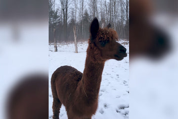 Nala